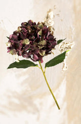 Antique Burgundy and Green Huge Hydrangea Stem