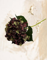 Antique Burgundy and Green Huge Hydrangea Stem